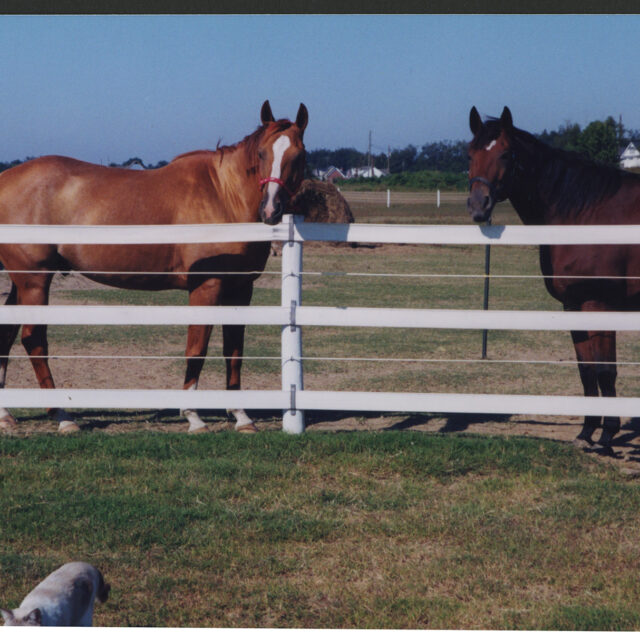 Two of Venus Jones' horses look over the fence of their paddock toward the camera.