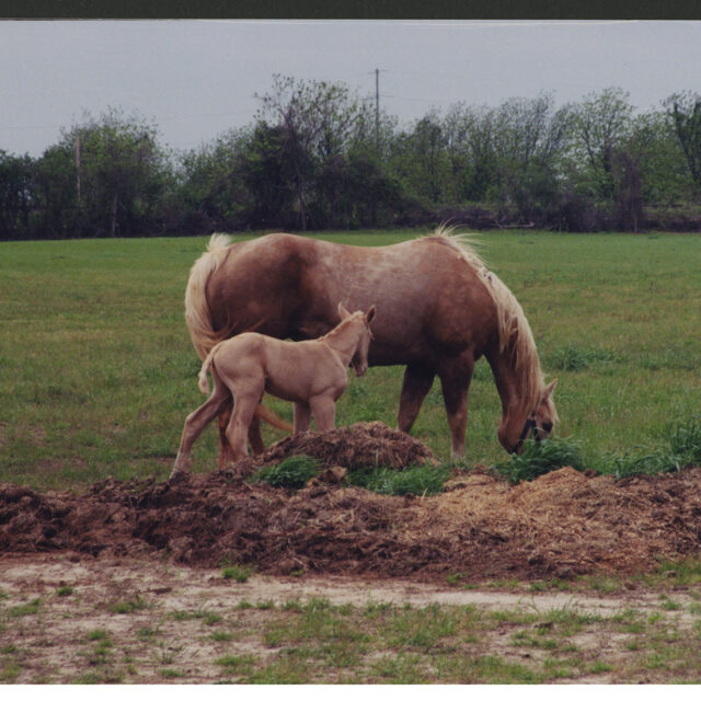 Two of Venus Jones' horses, a palomino mare and her foal, out in a field.